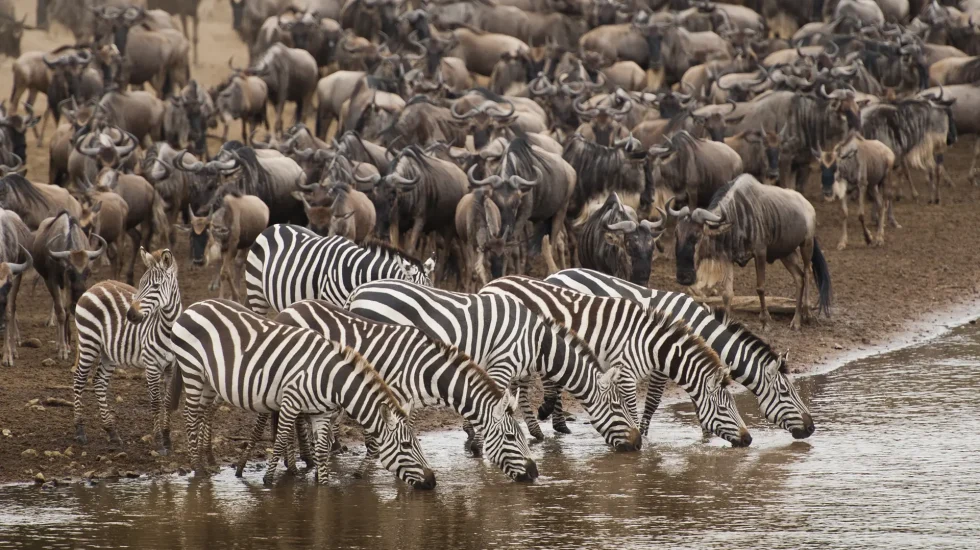 Serengeti Migration2