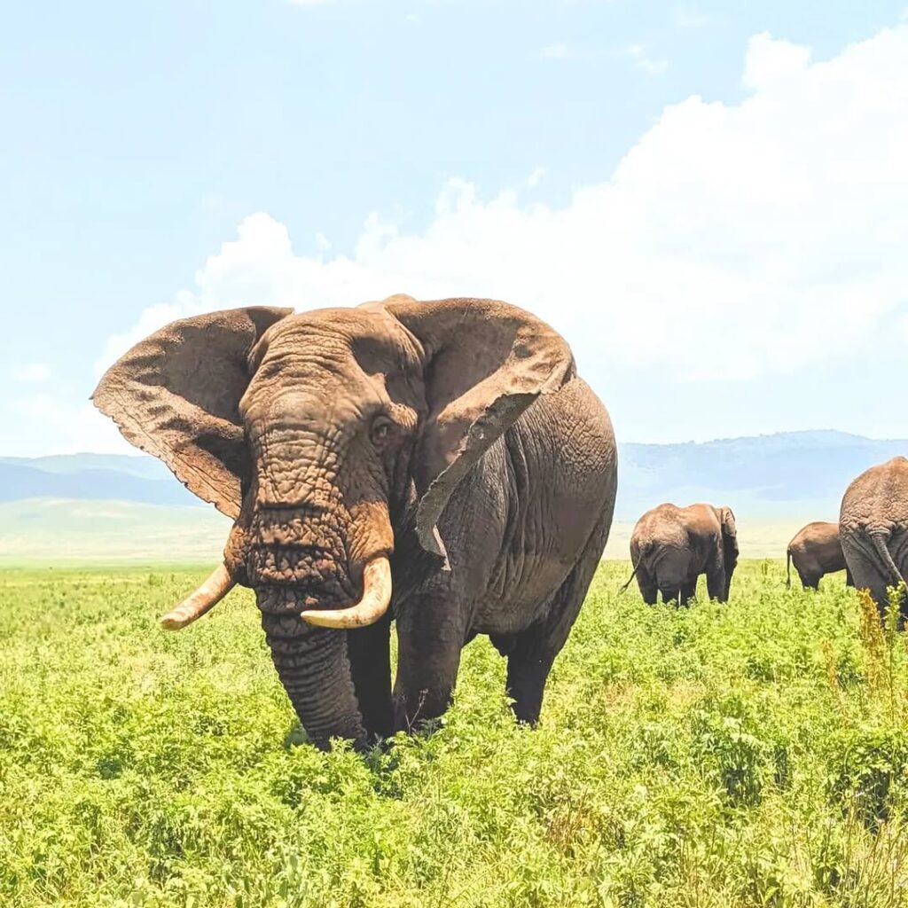 Amazing 6 Days Big Five Safari in Tanzania