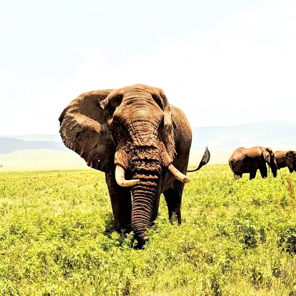 ngorongoro crater