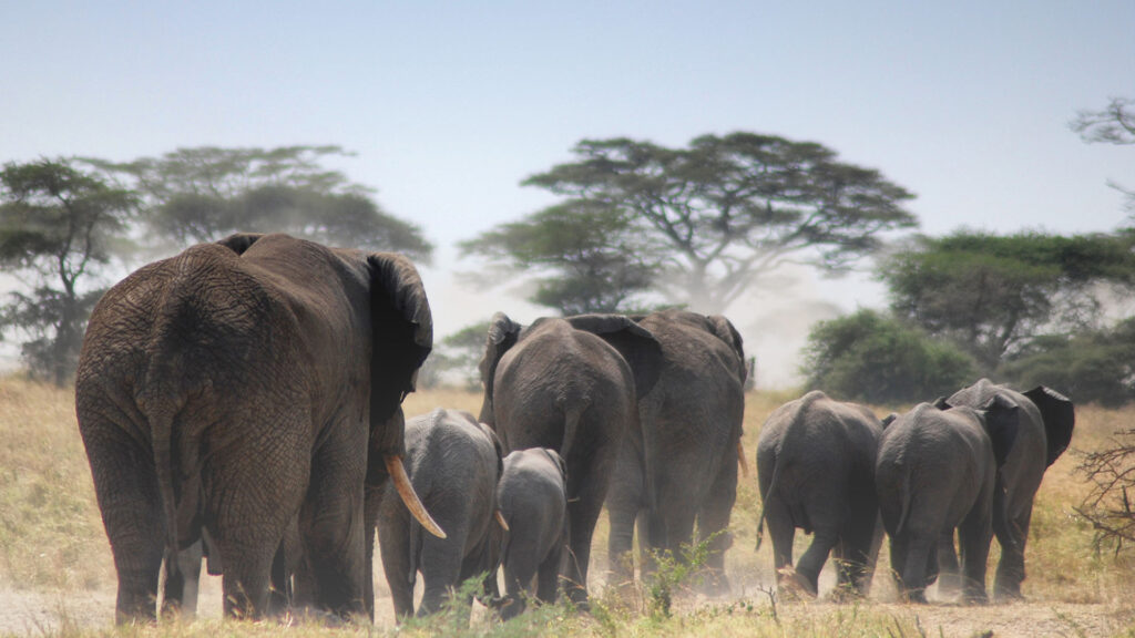 Amazing 6 Days Big Five Safari in Tanzania