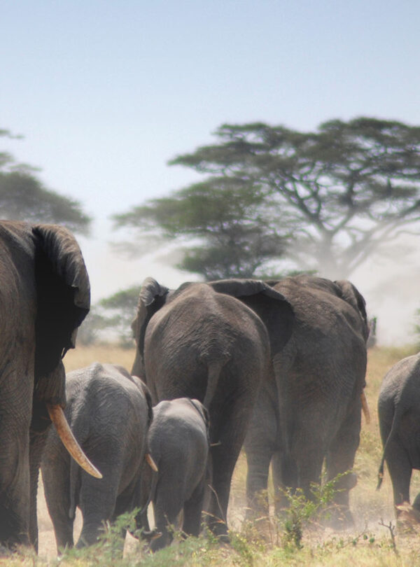 Amazing 6 Days Big Five Safari in Tanzania