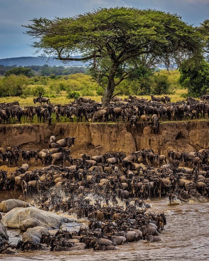 Serengeti migration
