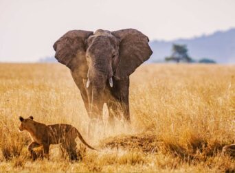 Chipmunk Expeditions - Why Tanzania Beaten Kenya in African Safari Tourism | Chipmunk Expeditions