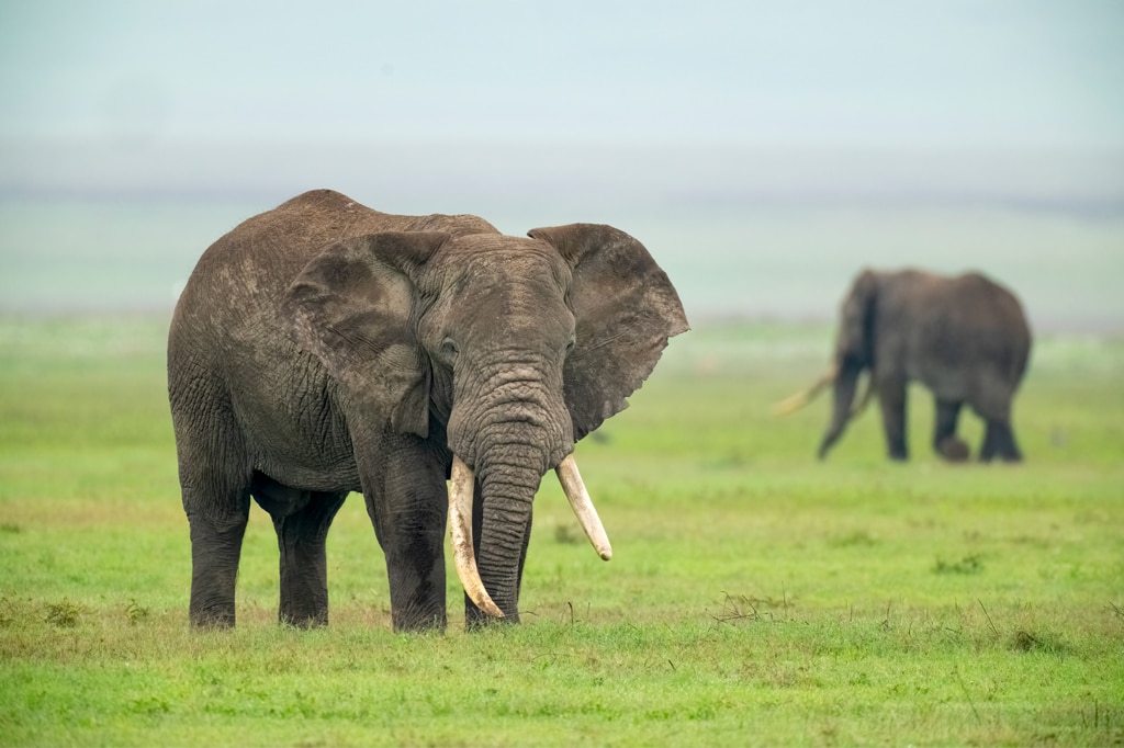 Chipmunk Expeditions - Top 5 Safari Destinations in Tanzania You Shouldn’t Miss