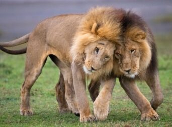 Chipmunk Expeditions - The Great Wildebeest Migration Safari | Chipmunk Expeditions