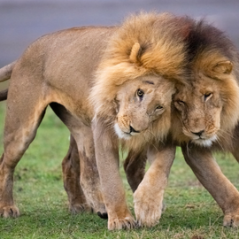 safari with chipmunk expeditions