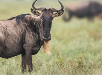 Chipmunk Expeditions - Why Choose a Luxury Safari?